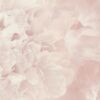Rosea LTD03170_Scan_Web