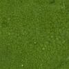  Forest Moss