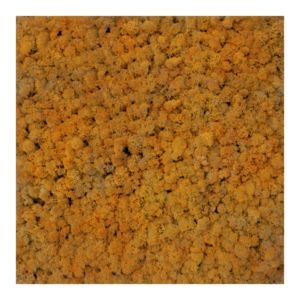 Panel 50x50 cm chrobotek-60 YELLOW