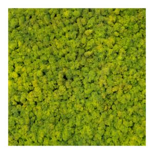 Panel 50x50 cm chrobotek-55 SPRING GREEN