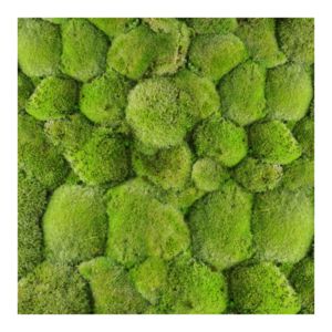 Panel 50x50 Mech leśny kępki 100%