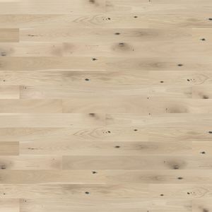 Dąb Creme Brulee Grande