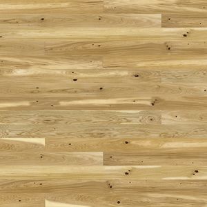 Oak Conchi Piccolo Dąb Conchi Piccolo