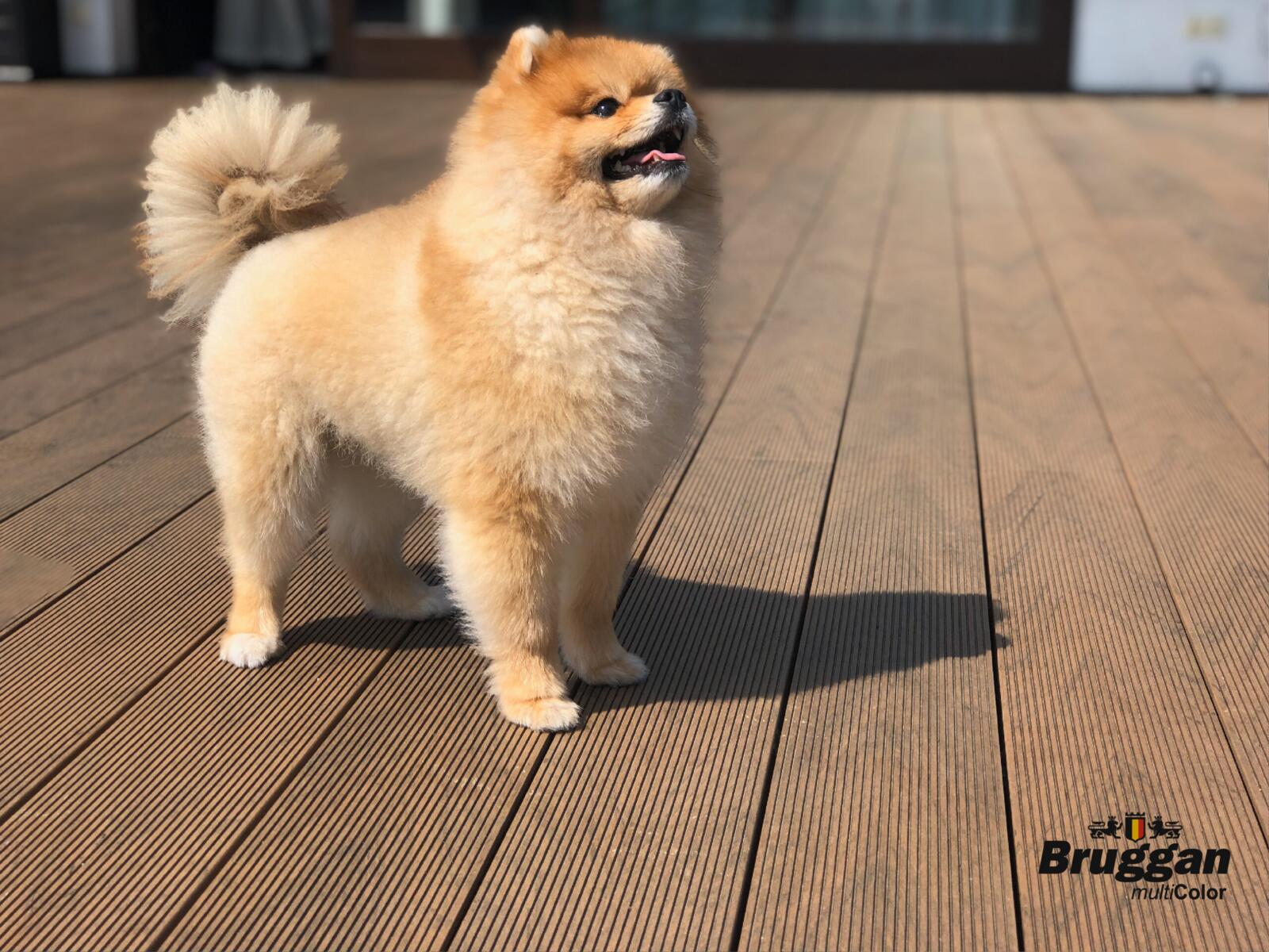 Terrassenbretter, Terrassendiele Bruggan MultiColor Cedar, WOODPLAST